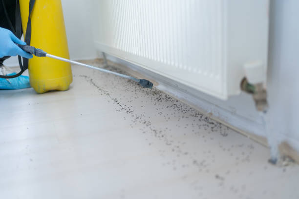 Best Affordable Pest Control Services  in New York Mills, MN